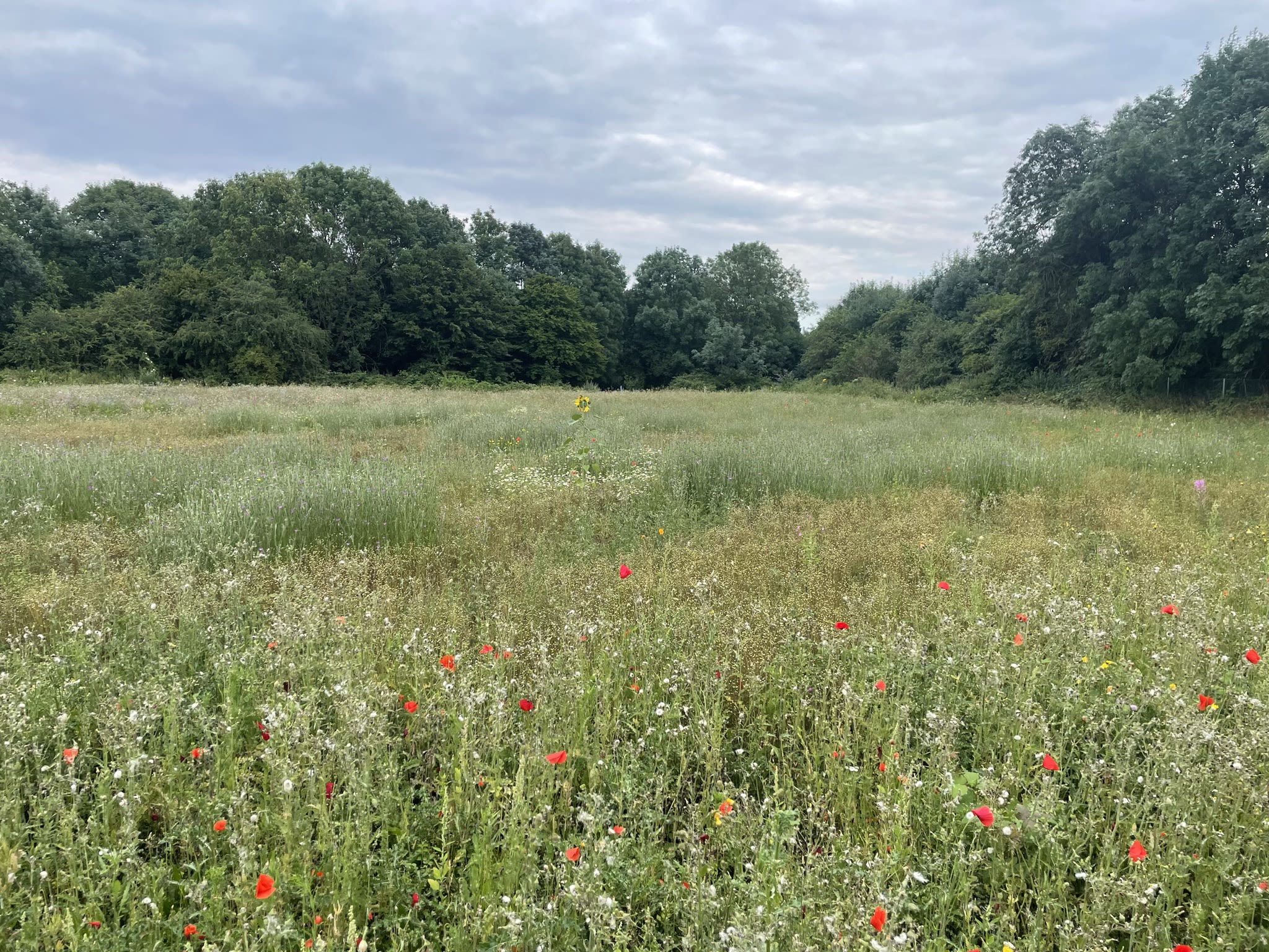 The wildflower meadow planted this year at CoFarm Cambridge. Credit: Jessica Rowbury