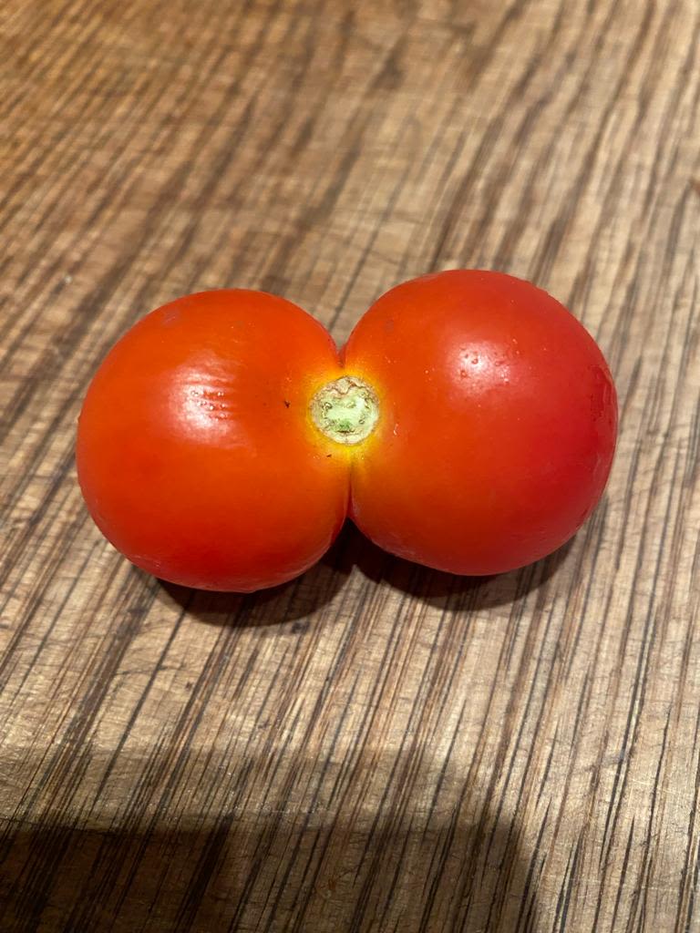 A wonky tomato that is two tomatoes joined together