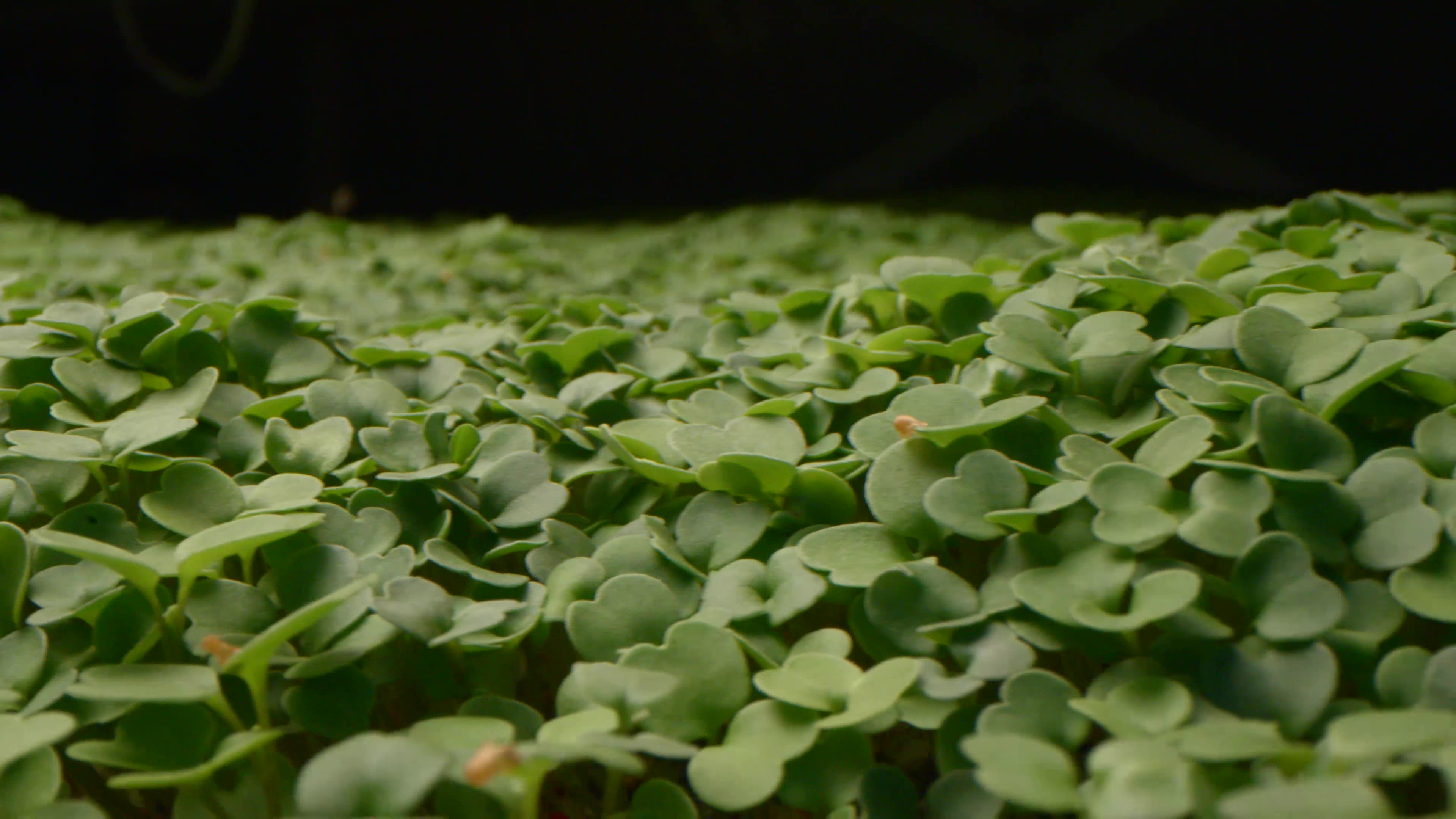 A lush bed of microgreen leaves 