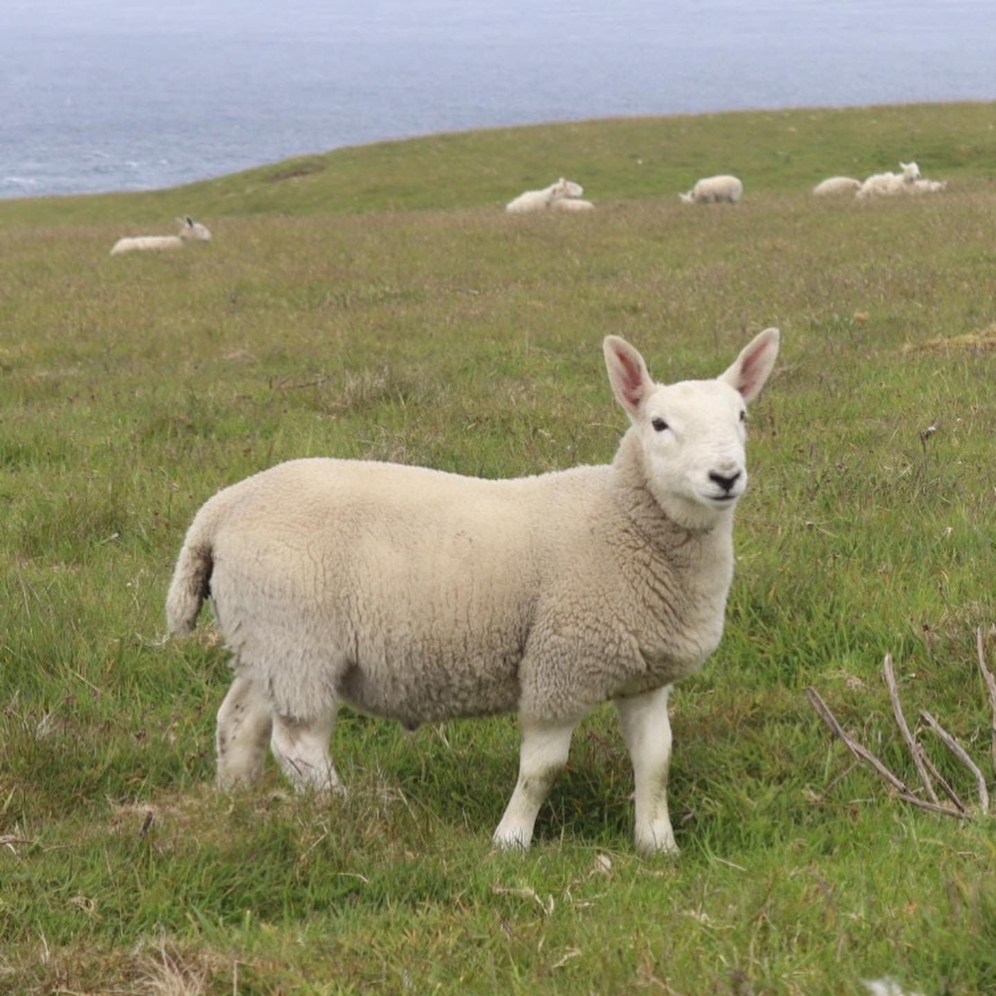 A sheep