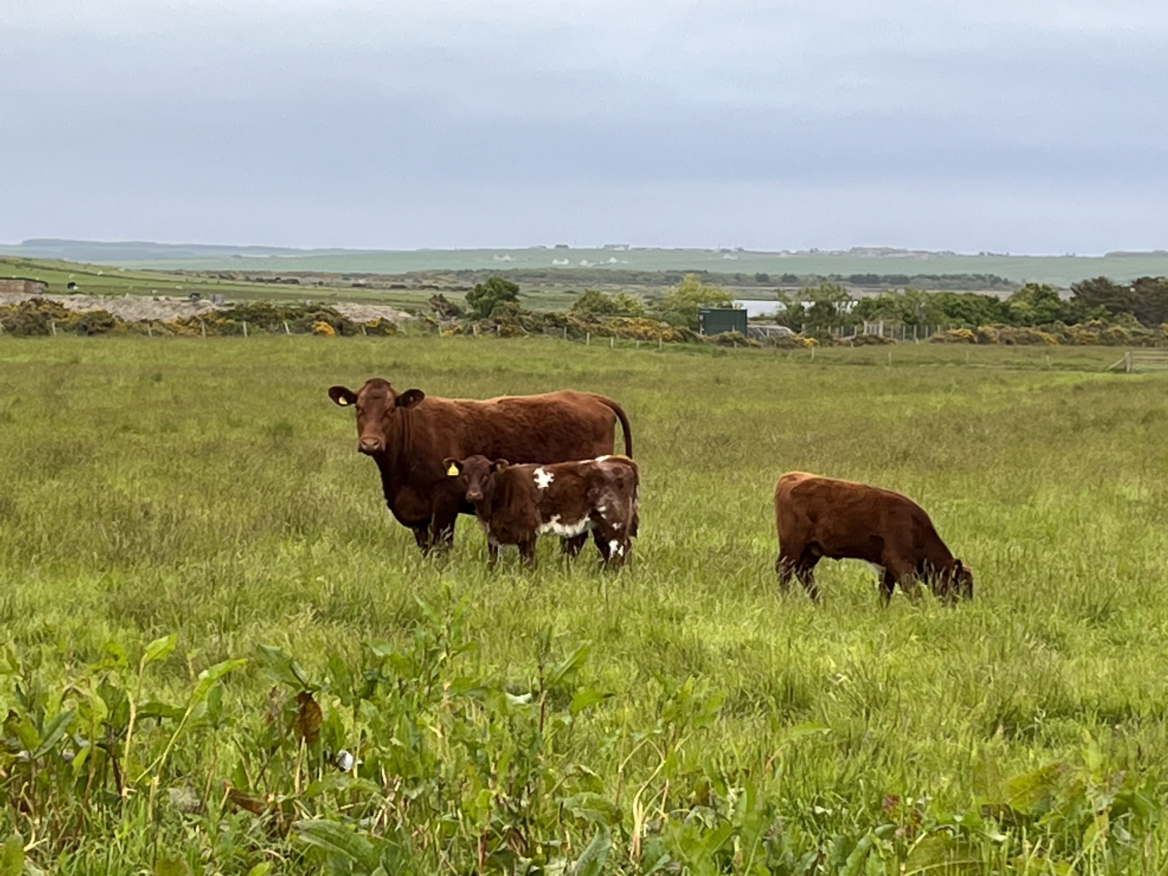Cows in a field 