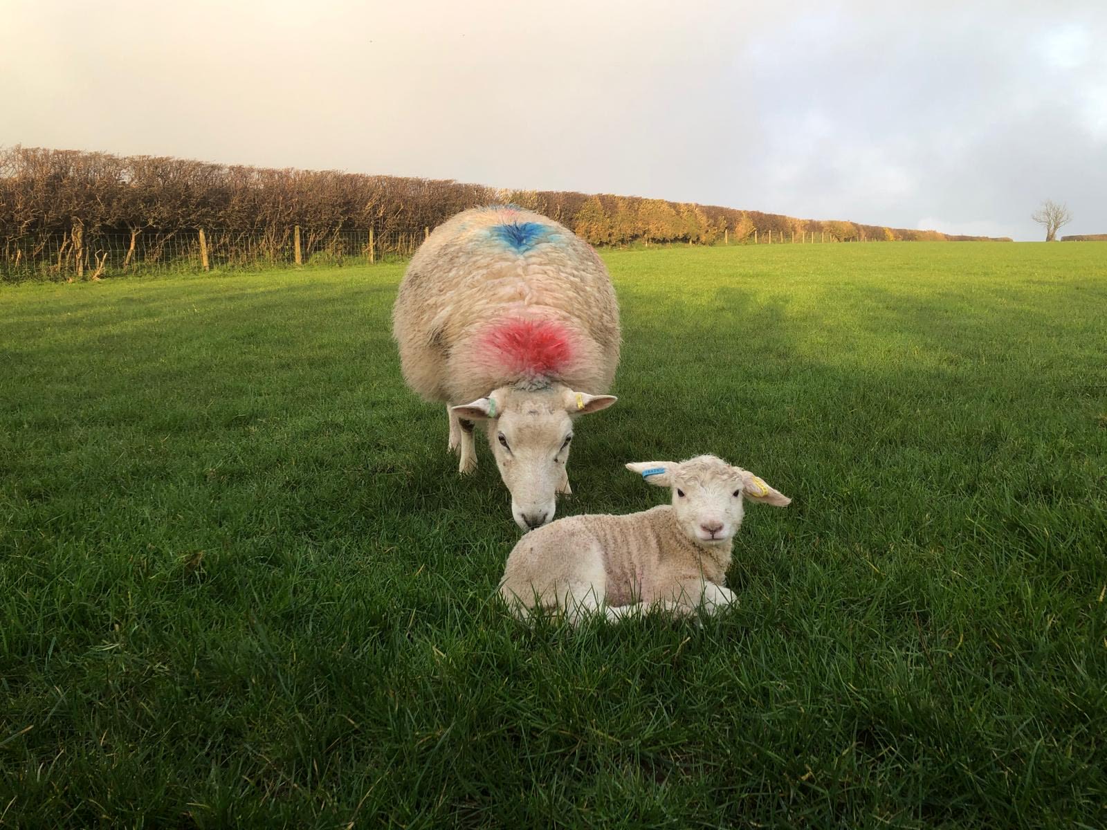 Sheep and a lamb in a field