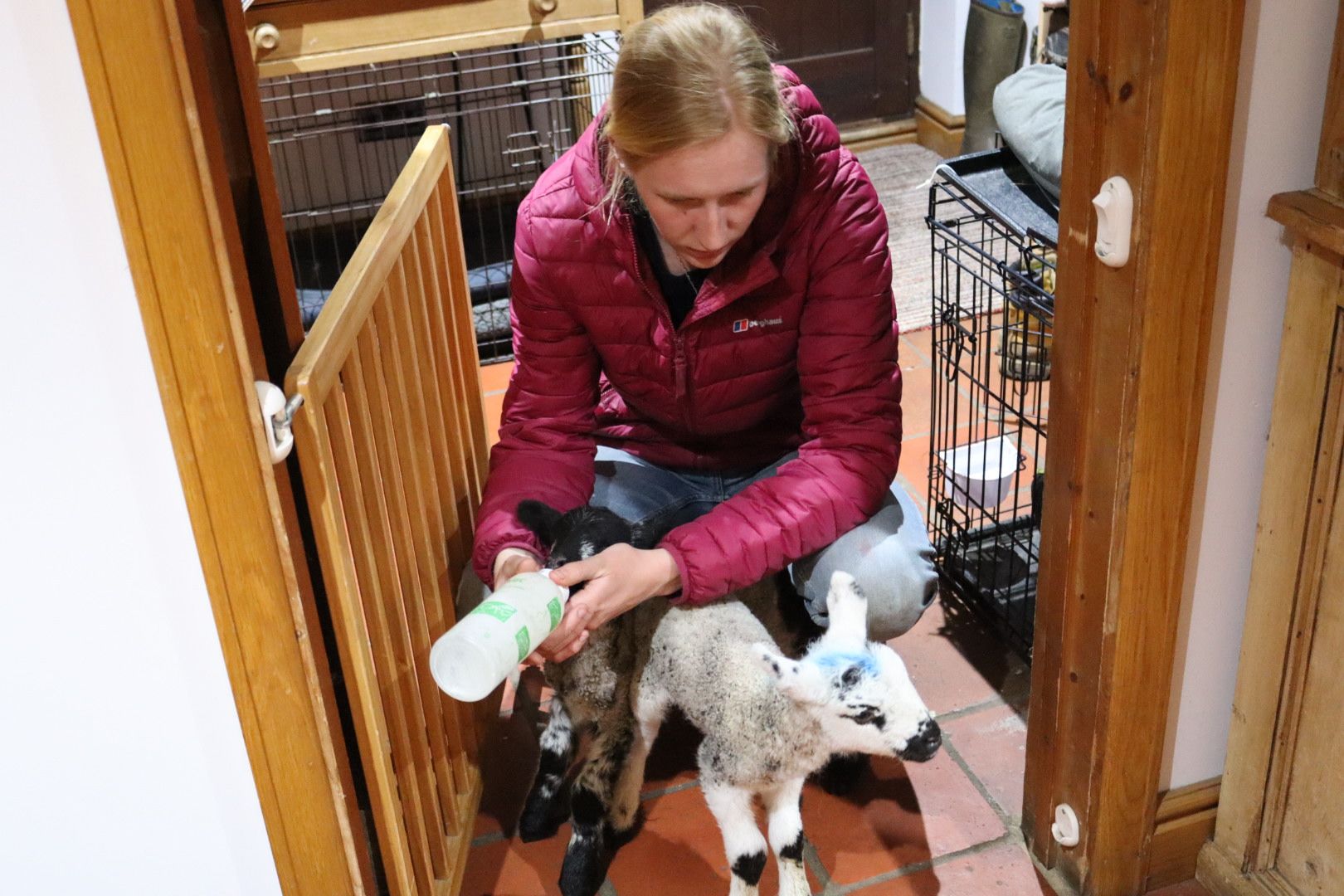 Tilly Abbott bottle feeding lambs in her house