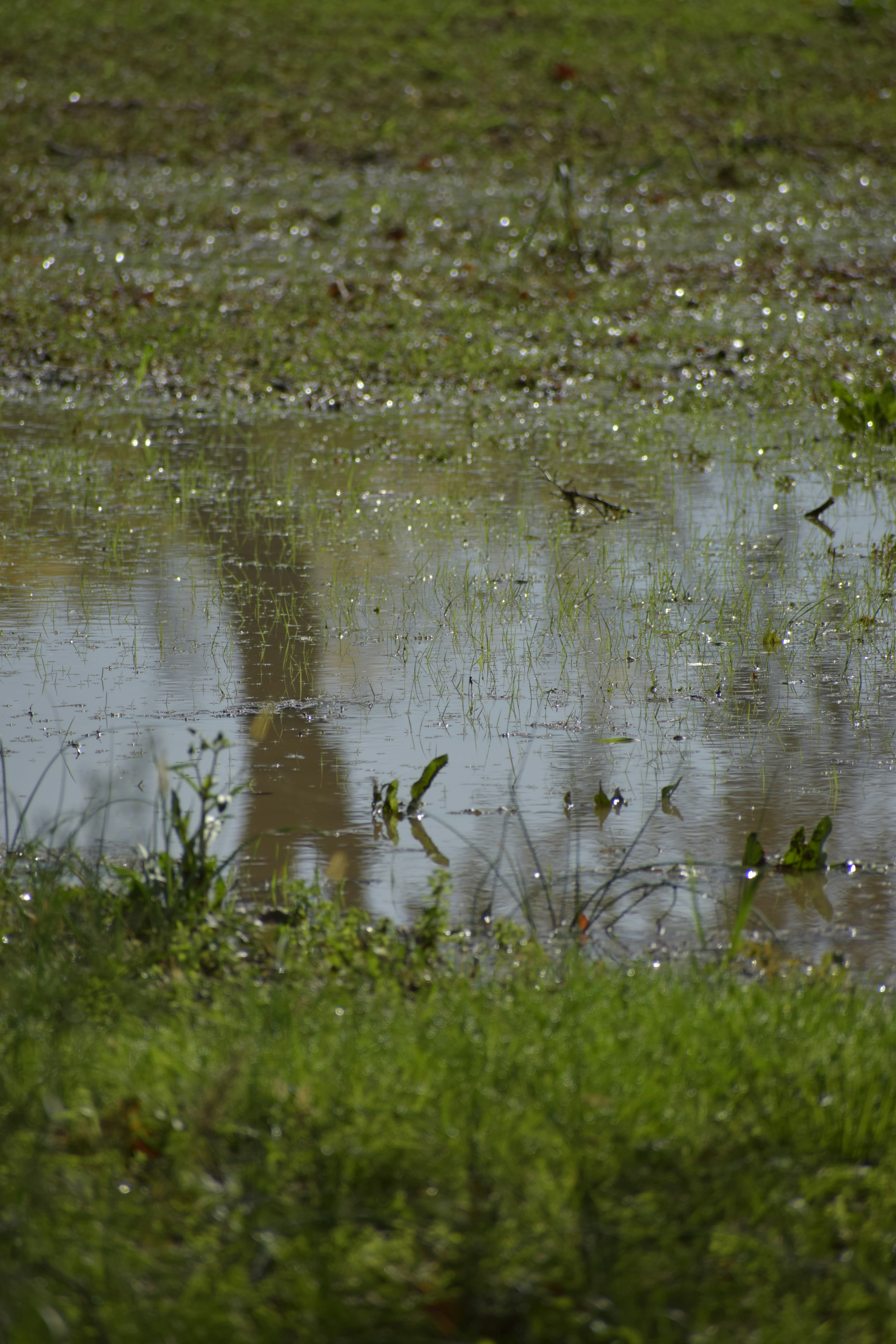 Flooded field