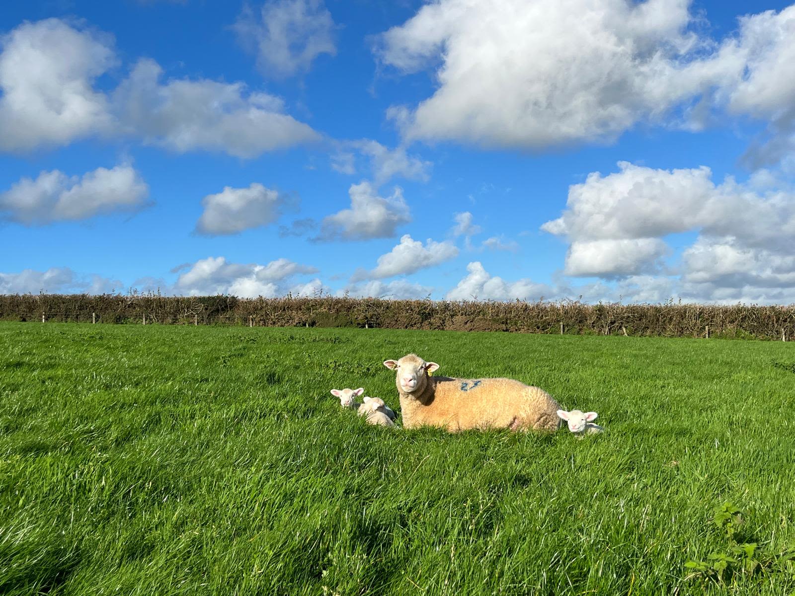 A sheep with two lambs in a field 