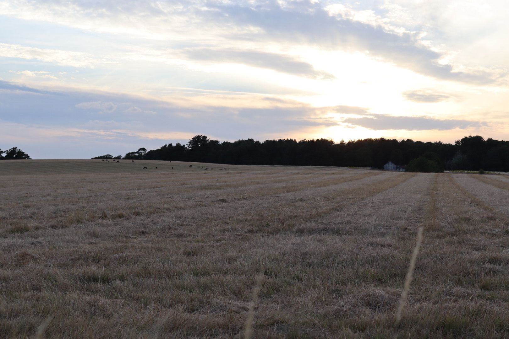 Field with deer in it