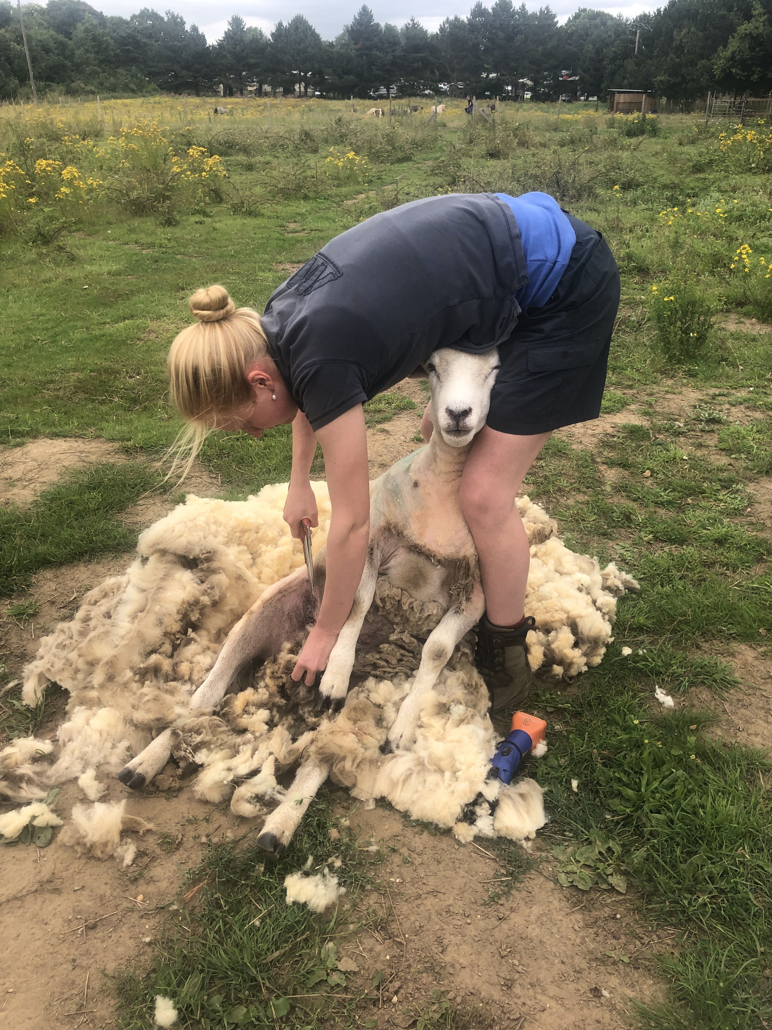 Tilly Abbott shearing a sheep