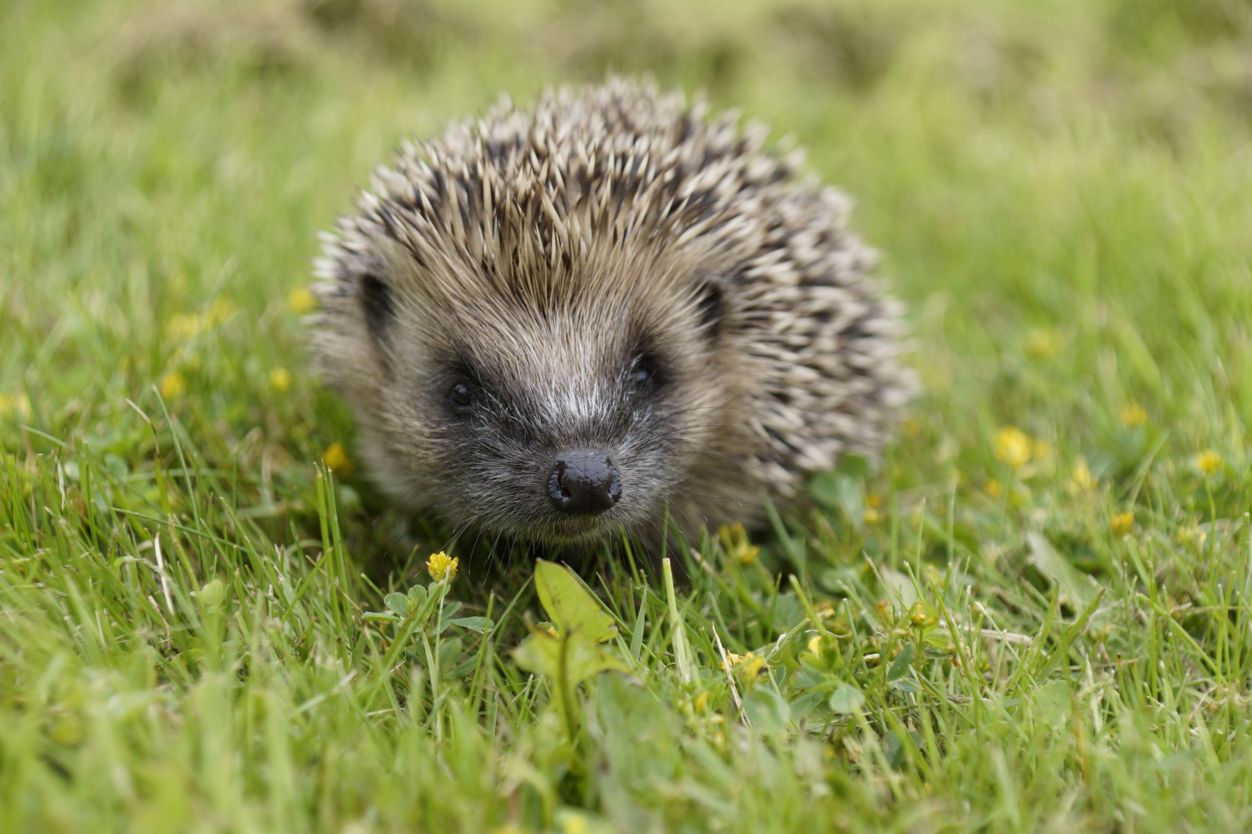 A hedgehog looks directly in the camera, surrounded by green grass and small yellow flowers.