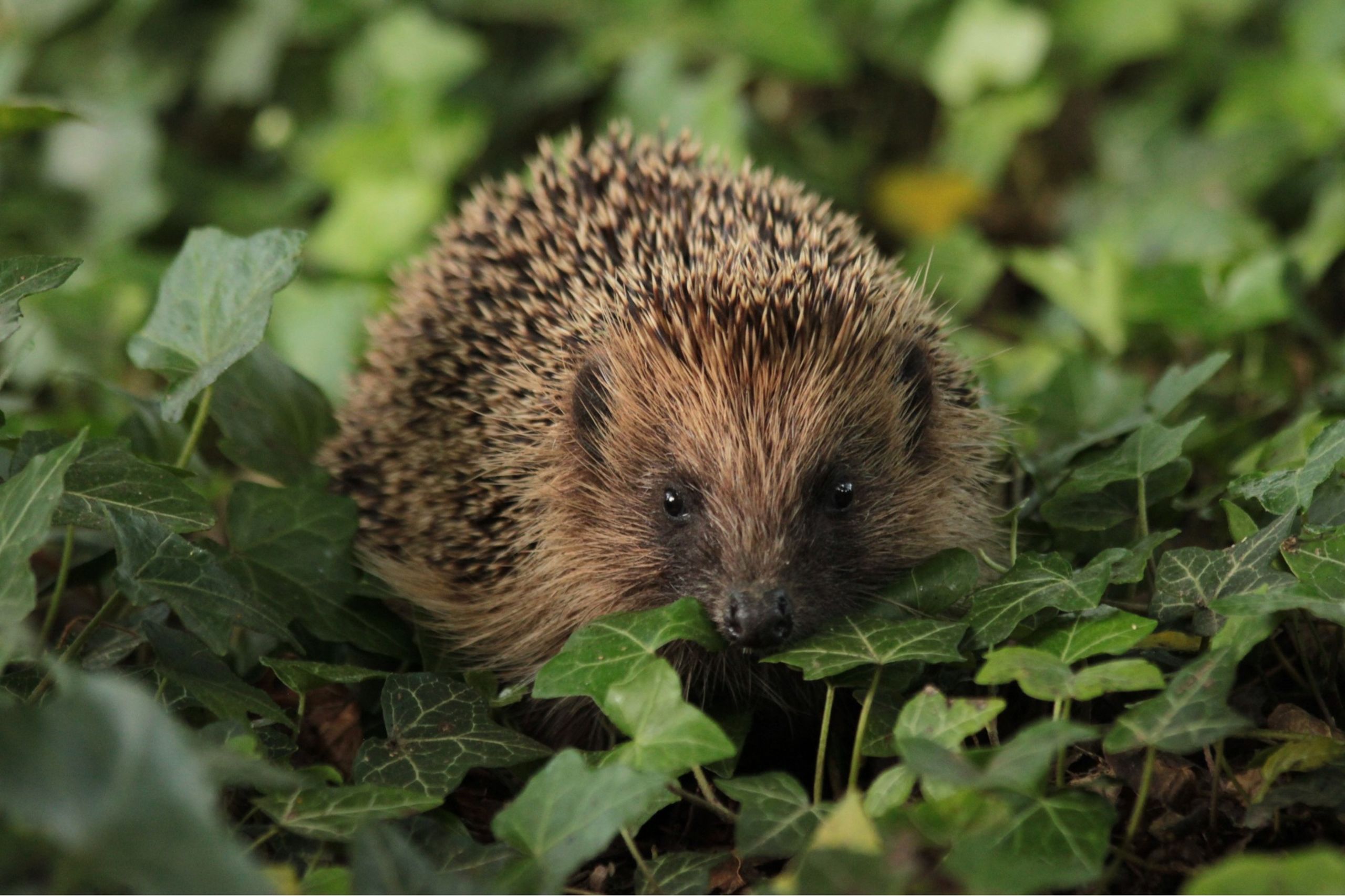 A European hedgehog surrounded by green leaves, looking directly at the camera.