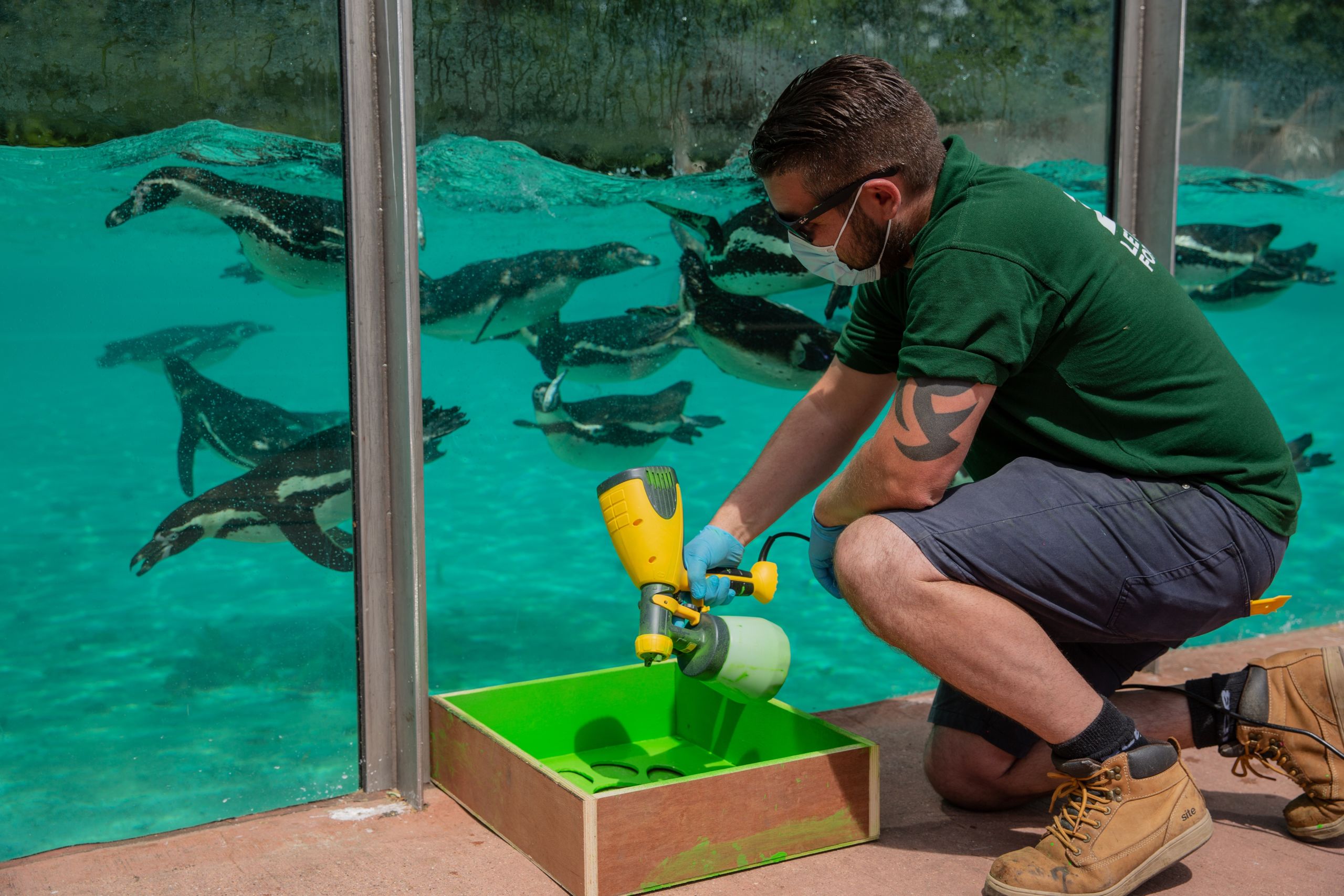 Social distance markers being laid at ZSL London Zoo