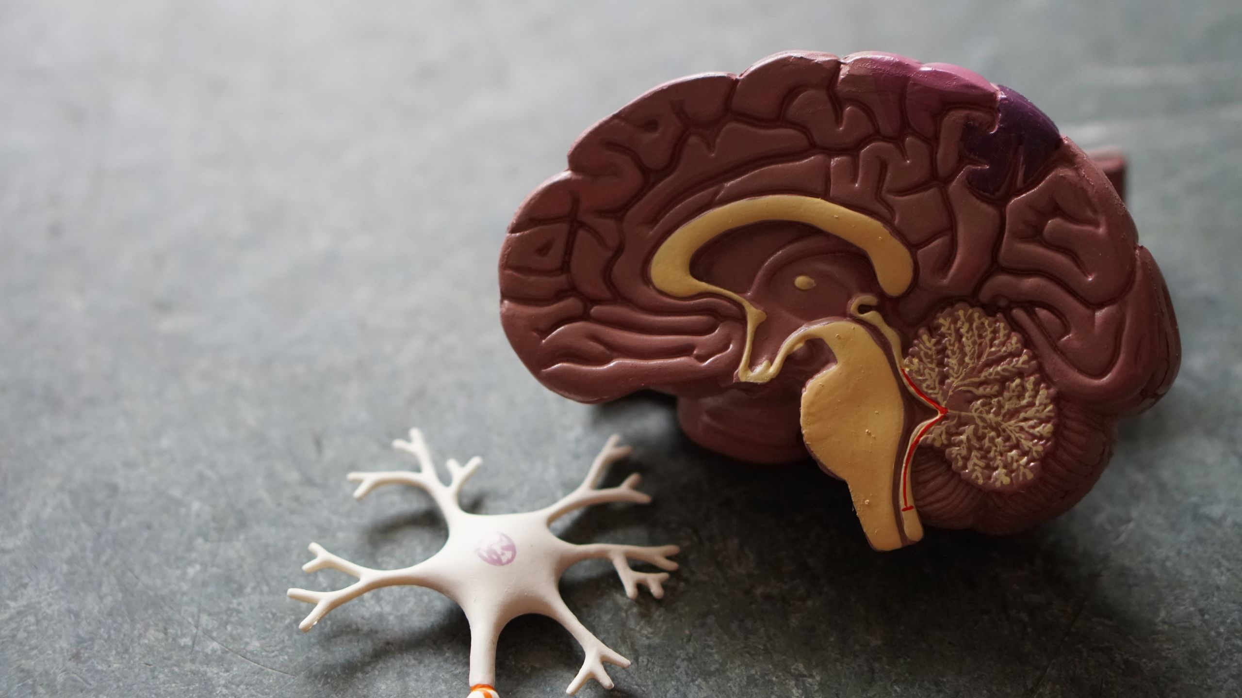 human brain toy with neurone next to it