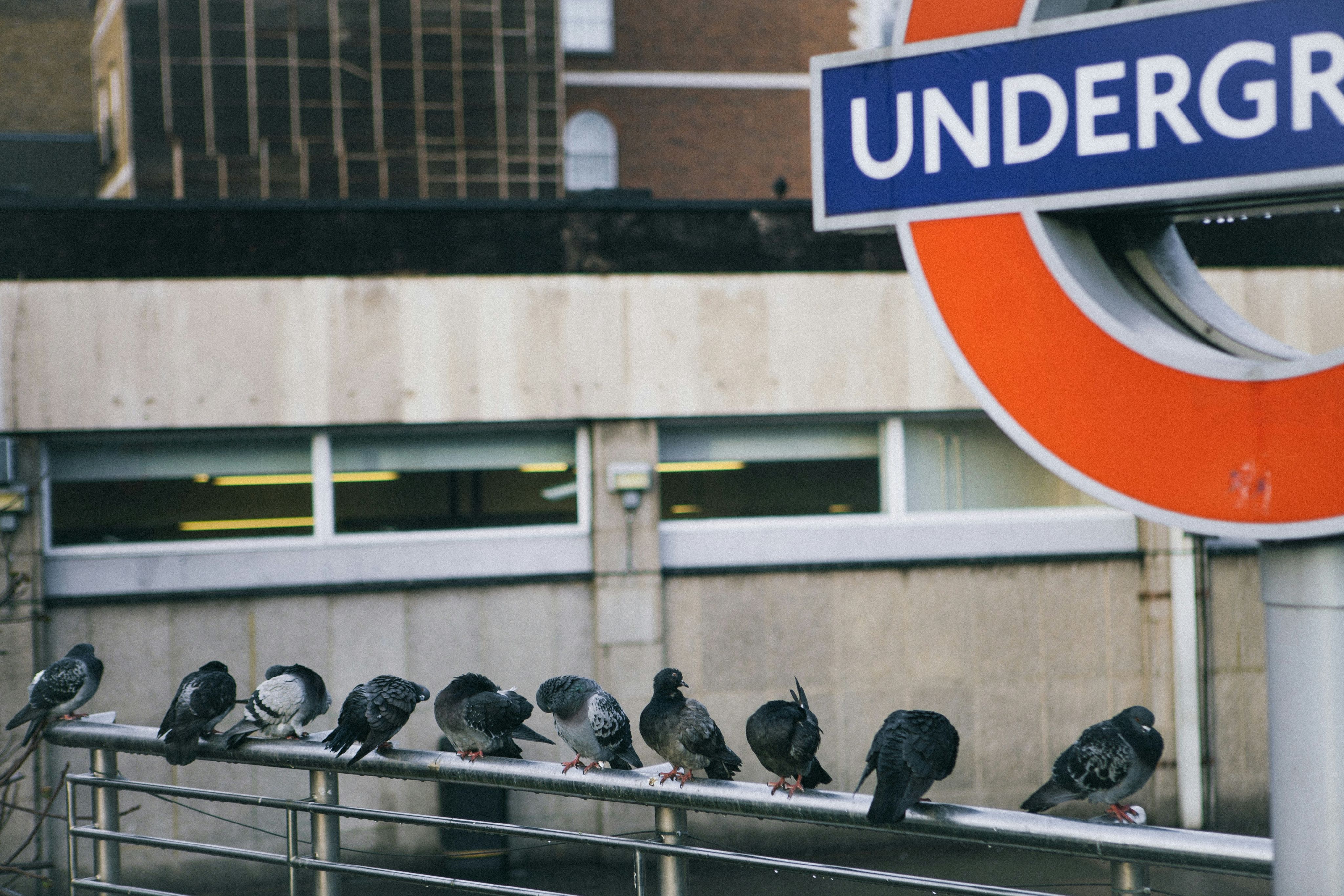 a group of pigeons sitting on a rail next to a sign