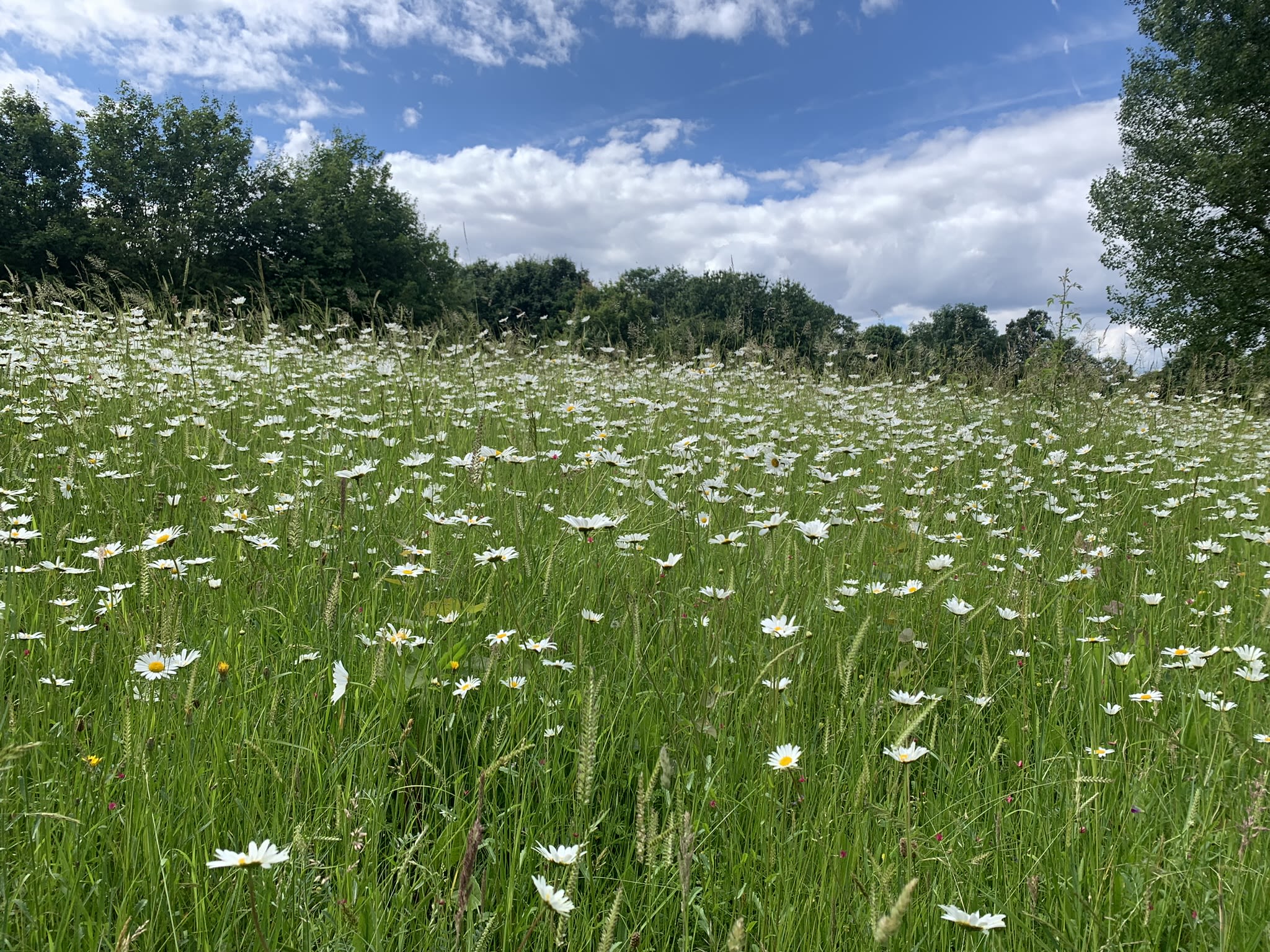 photography of a field of flowers