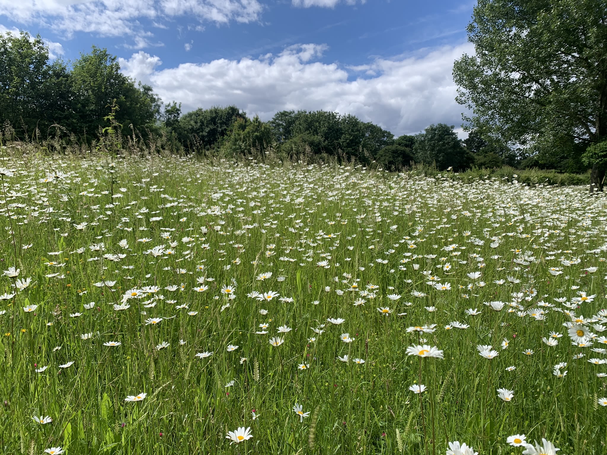 photography of a field of flowers