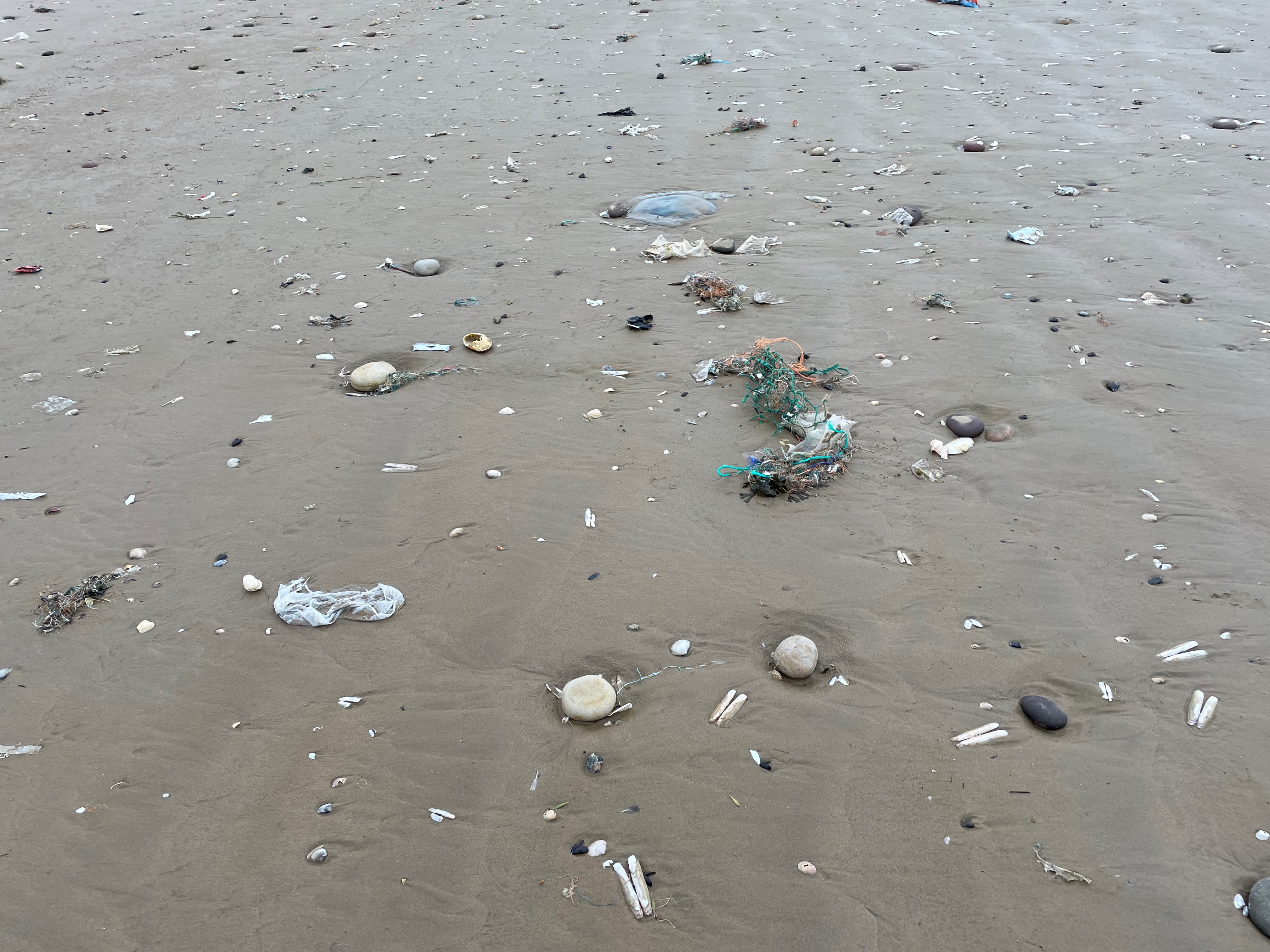 a bunch of sea shells on a beach